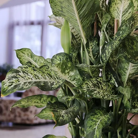 Kamchia Park Nisipurile de Aur