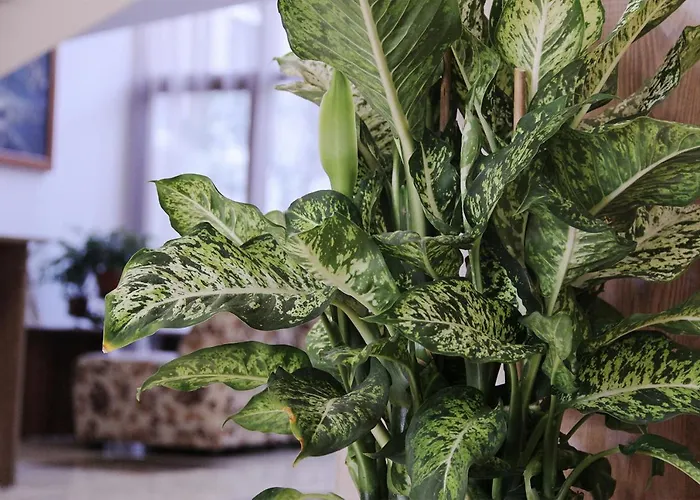 Kamchia Park غولدن ساندز